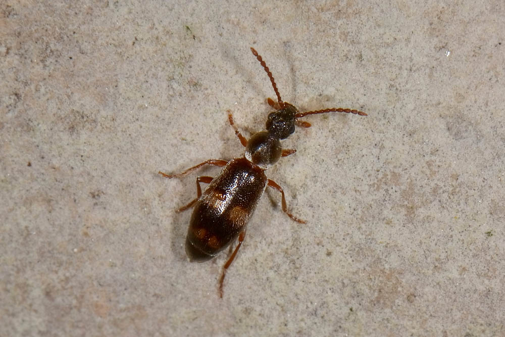 Anthicidae: Notoxus miles italicus